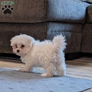 Silver, Maltese Puppy